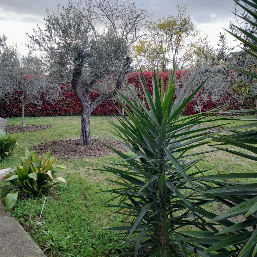 Il Ciliegio Guest House Treglio Exterior photo